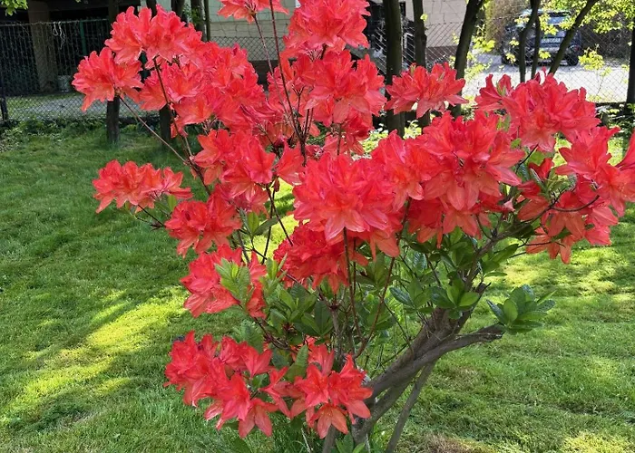 Odskocznia House * שצ'צ'ירק